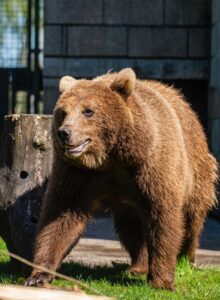Brown bear Byara, rescue and arrives from Natuurhulpcentrum Opglabbeek in Belgium 