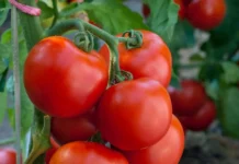 Belgian Greenhouse Season Ends as Prices Drop for Tomatoes and Peppers A greenhouse worker harvests the last of Belgium’s unlit tomato crops before imports take over the market