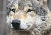 Scientific Analysis Confirms Wolf Responsible for Sheep Attacks in Couthuin Authorities confirm wolf responsible for killing sheep in Couthuin, highlighting the growing return of wolves to Belgium’s rural regions