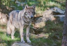 Wolf Killed in Early Morning Car Collision on Belgian Highway Authorities examine the site where a wolf was fatally struck by a vehicle near a wildlife crossing in Limburg province, Belgium